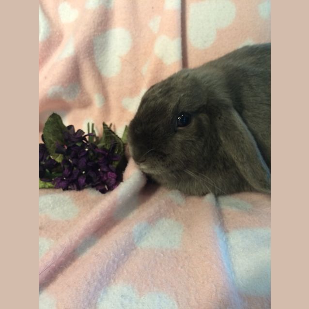 Photo of Bluebell & Violet