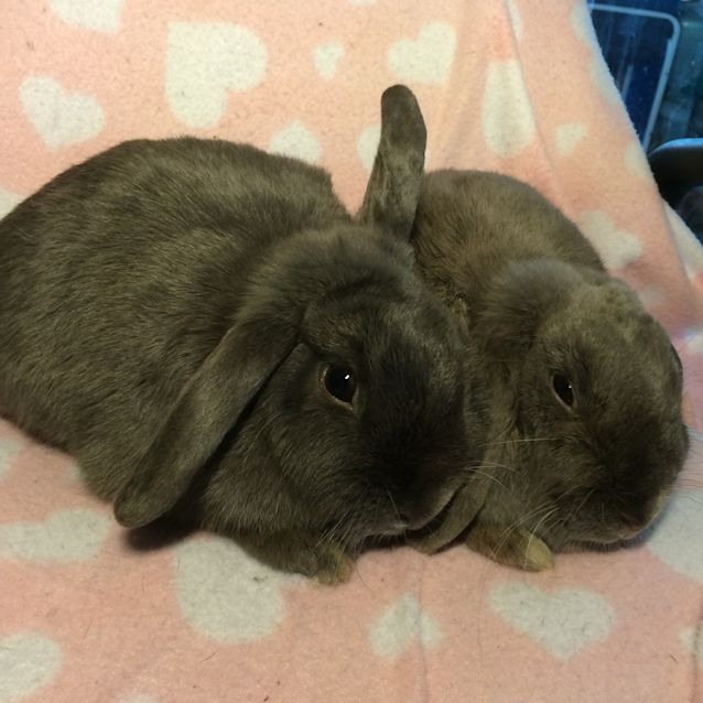 Photo of Bluebell & Violet