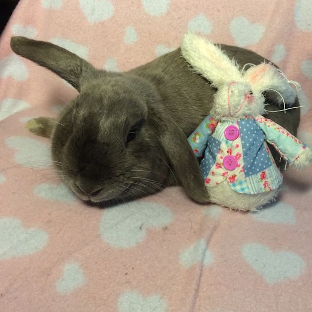 Photo of Bluebell & Violet