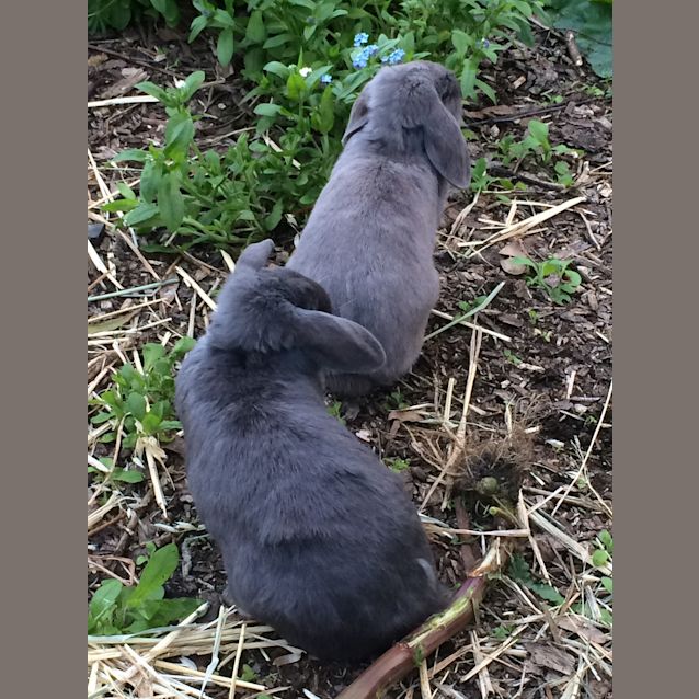 Photo of Bluebell & Violet