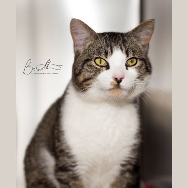 Photo of Loki