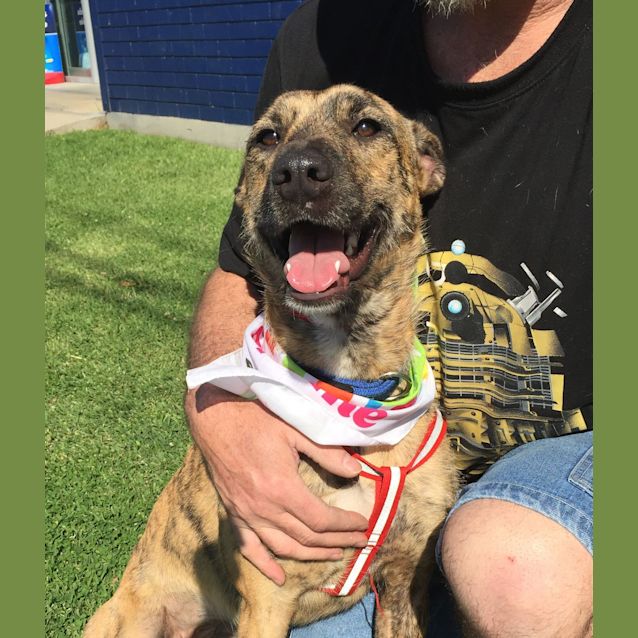 Photo of Sally (Adopted 22/12/15)