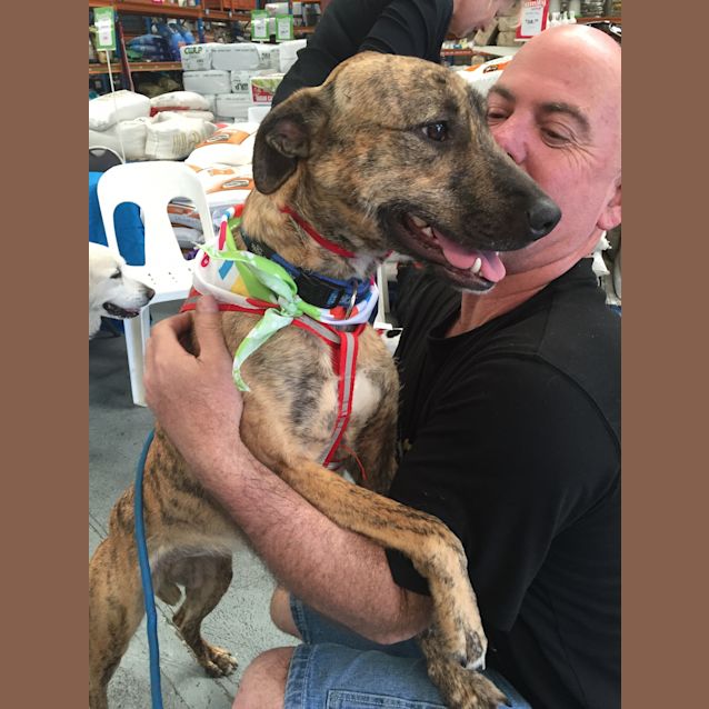 Photo of Sally (Adopted 22/12/15)