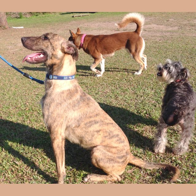 Photo of Sally (Adopted 22/12/15)