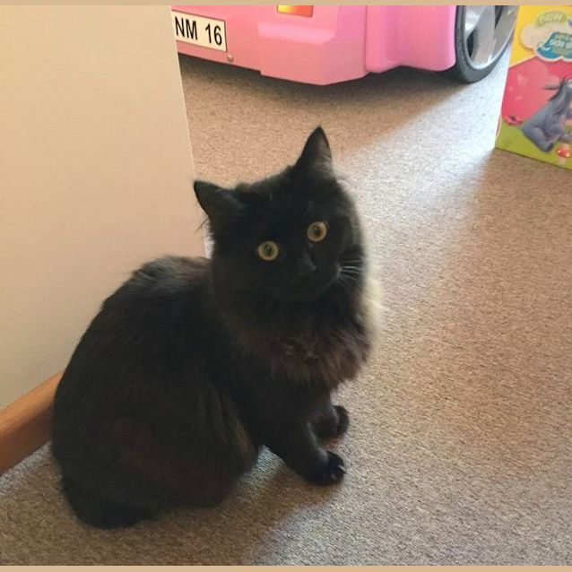 Photo of "Saracenne"   Purrfect Match