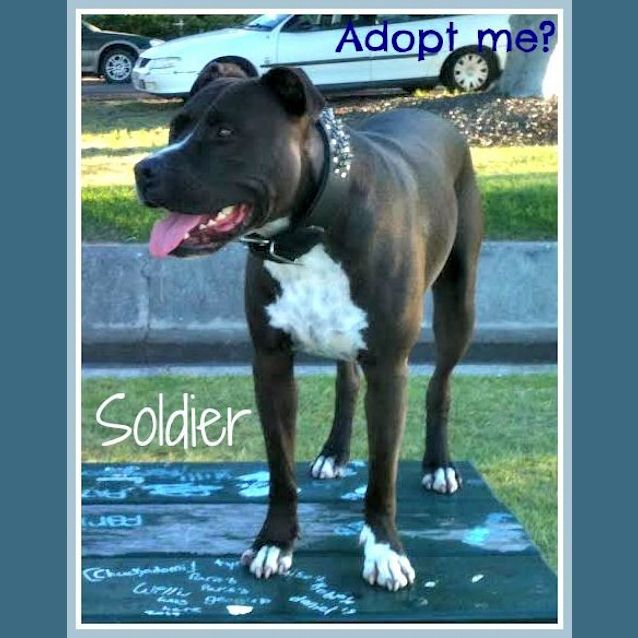 Photo of Soldier ~ American Staffy (Trial 1/12/15)