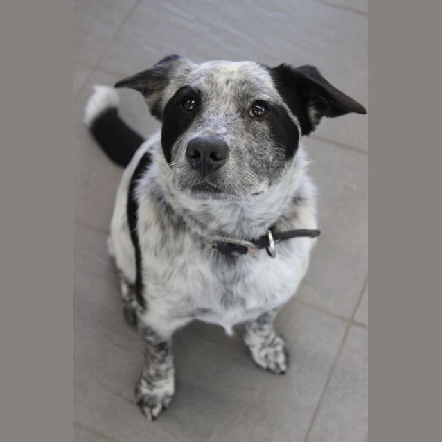 Photo of Patch