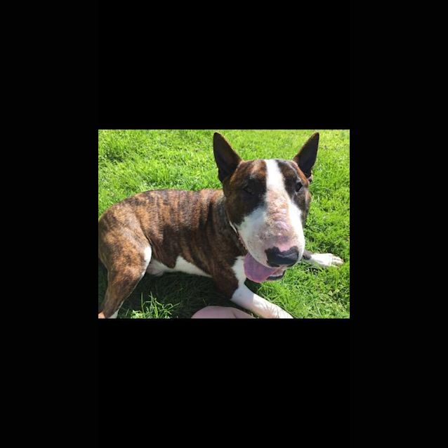 Photo of Sarge (Foster)