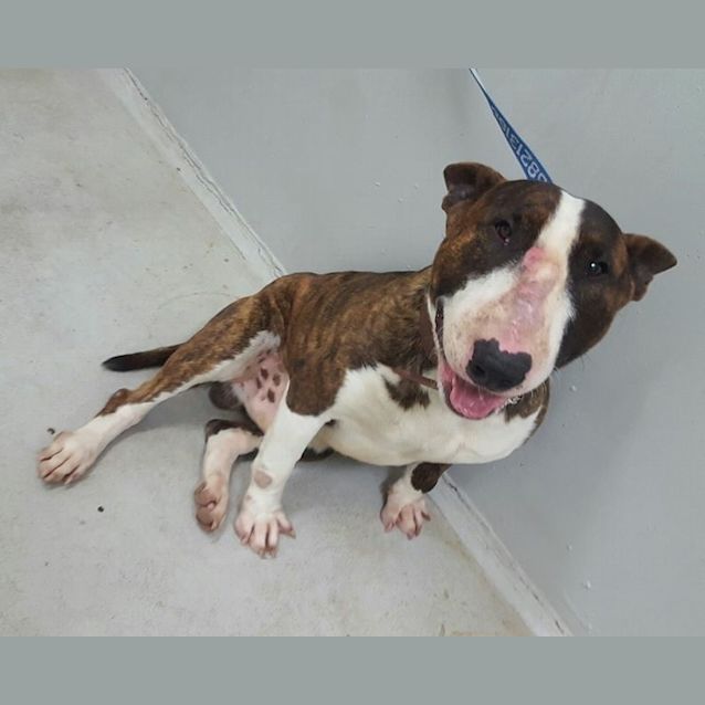 Photo of Sarge (Foster)