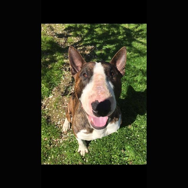 Photo of Sarge (Foster)