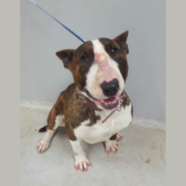 Photo of Sarge (Foster)