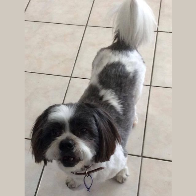 Photo of Brutus