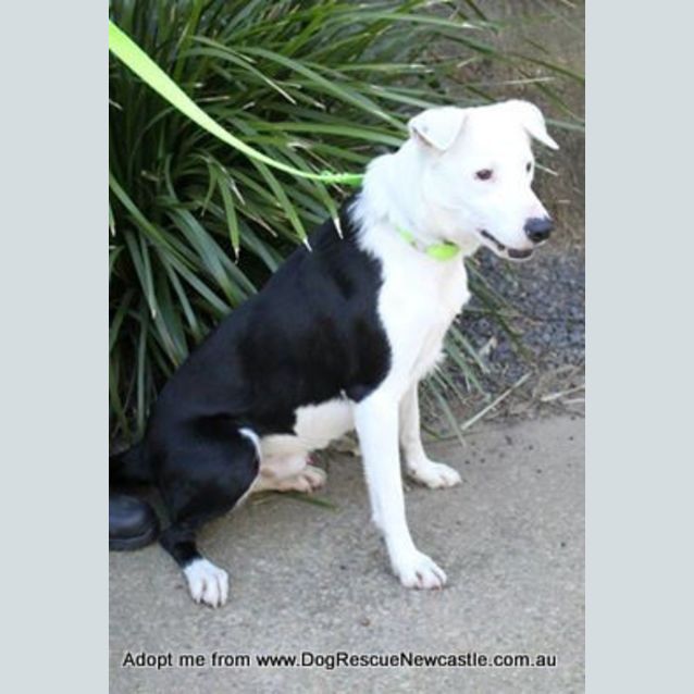 Photo of Axel ~ Border Collie (Trial 1/10/15)