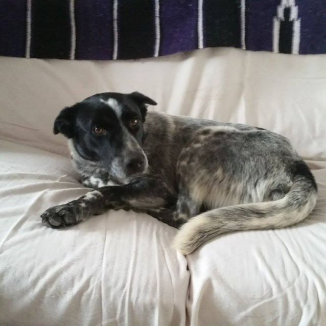 Photo of Drover (Adoption Pending)