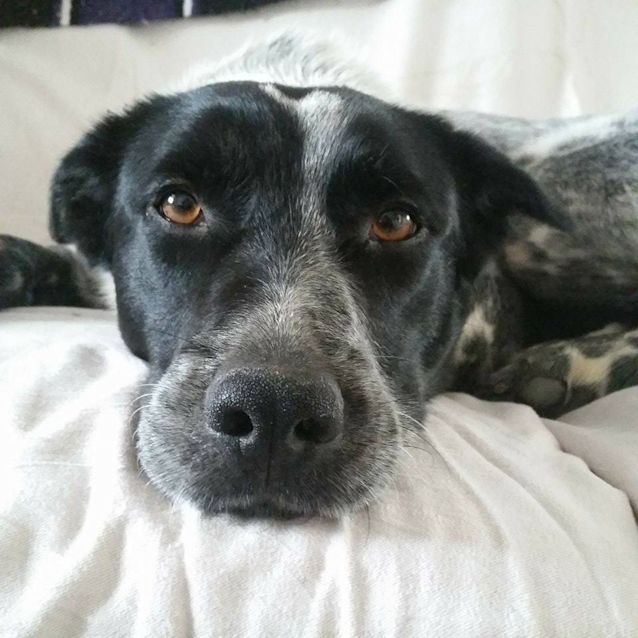 Photo of Drover (Adoption Pending)