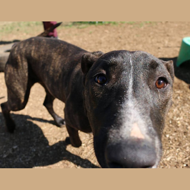 Photo of Sadie (Adoption Pending)