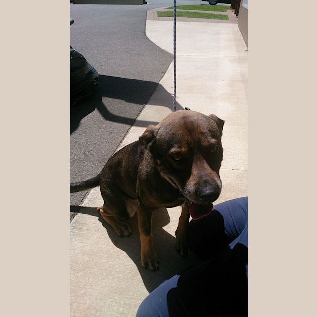 Photo of Tex (At Rspca Big Adopt Day Sept 19 Brisbane)