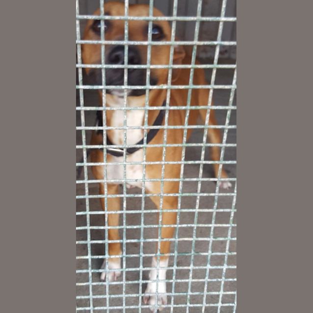 Photo of Hamish (At Rspca Big Adopt Day Sept 19 Brisbane)