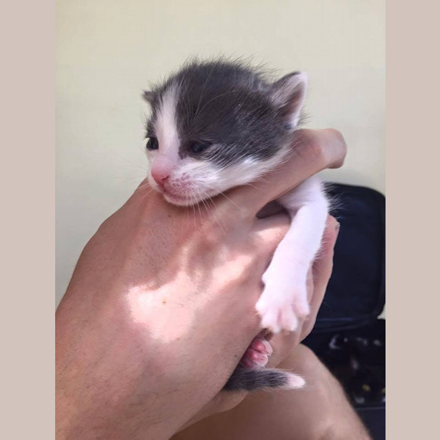 Photo of Cotton