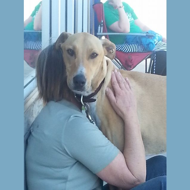 Photo of Robbie Reduced Adoption Fee