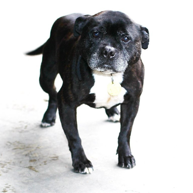 Photo of Harley