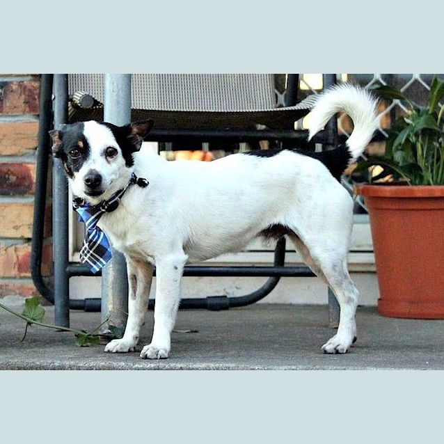 Photo of Bailey ~ Foxy (On Trial 19/1/16)