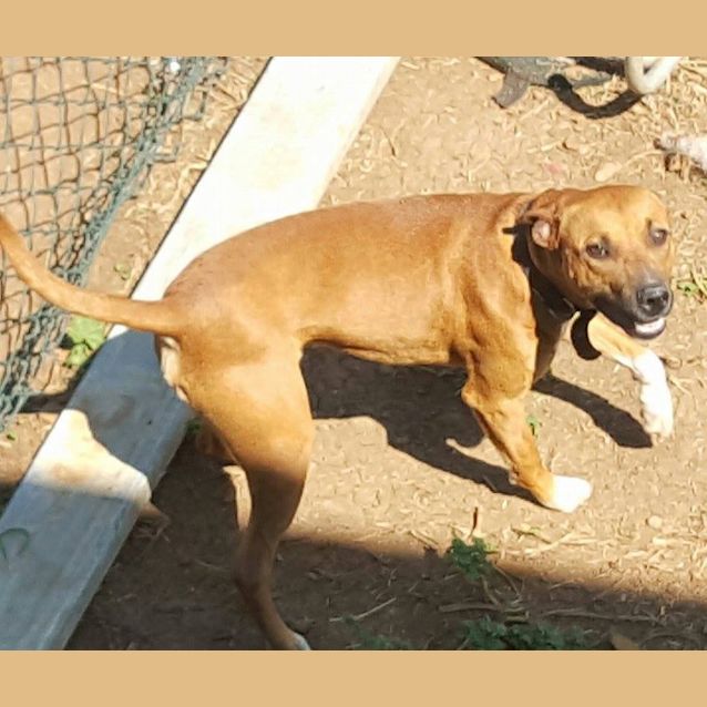 Photo of Hamish (At Rspca Big Adopt Day Sept 19 Brisbane)
