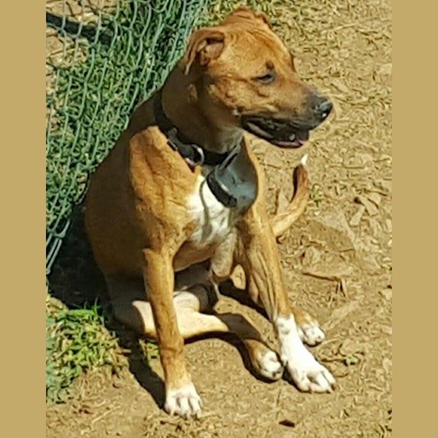 Photo of Hamish (At Rspca Big Adopt Day Sept 19 Brisbane)