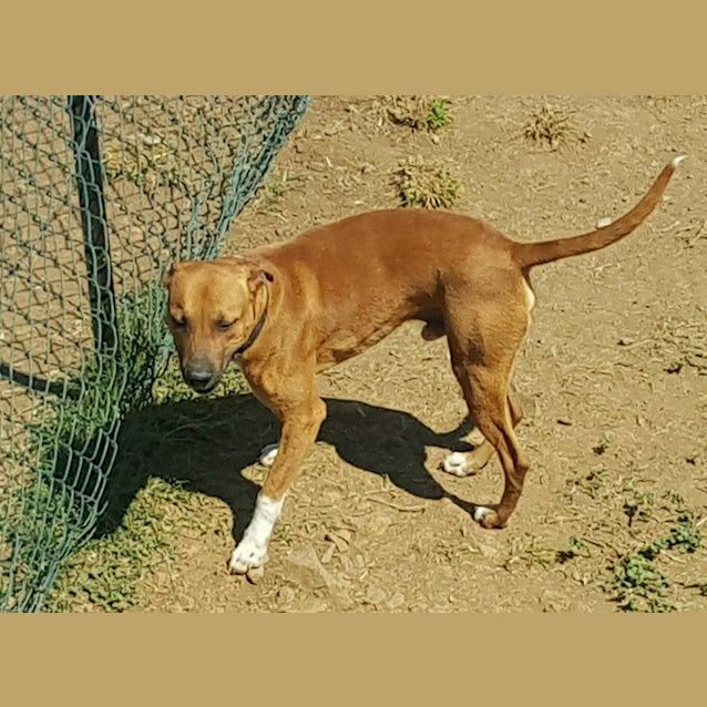 Photo of Hamish (At Rspca Big Adopt Day Sept 19 Brisbane)