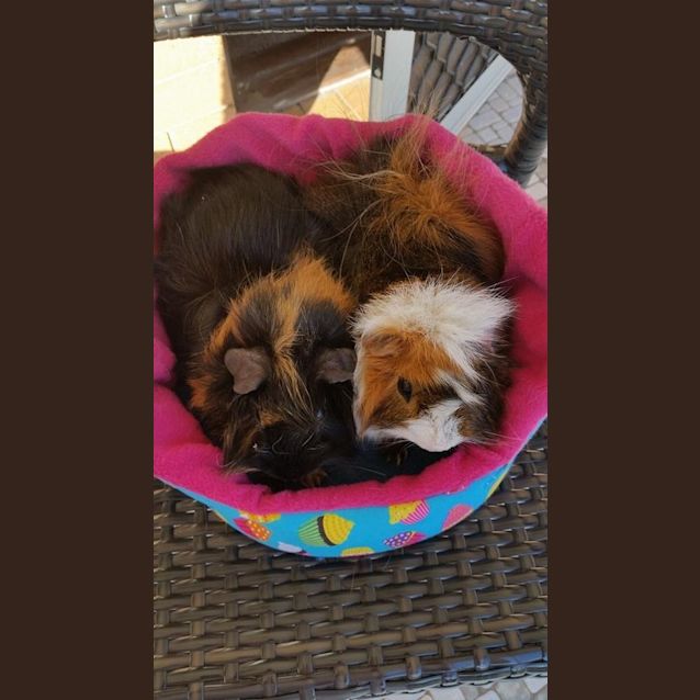 Photo of Kovu And Gizmo