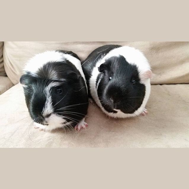 Photo of Lettuce And Rocket