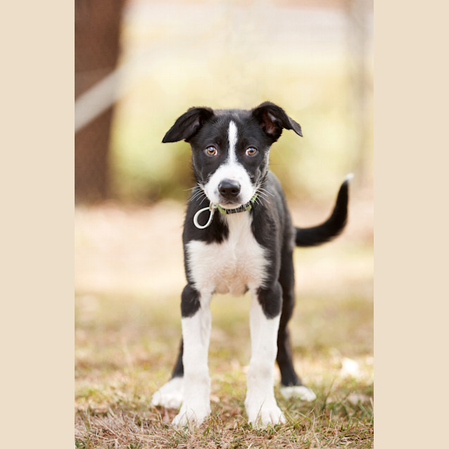 Photo of Ace