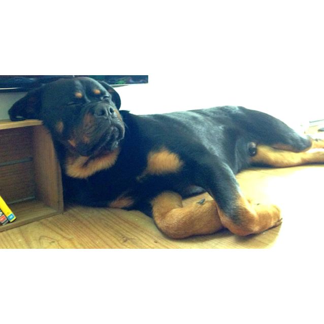 Photo of Rocky