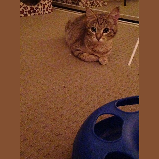 Photo of Millie