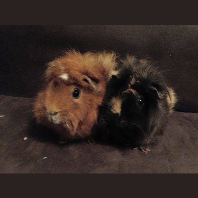 Photo of Georgie And Ari