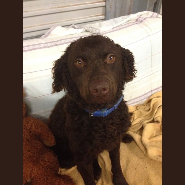 Photo of Curly