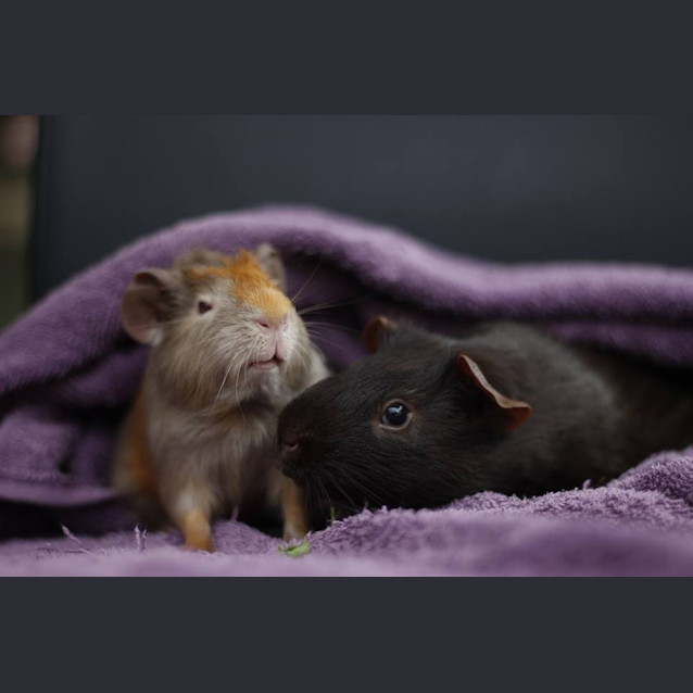Photo of Bruno And Choc
