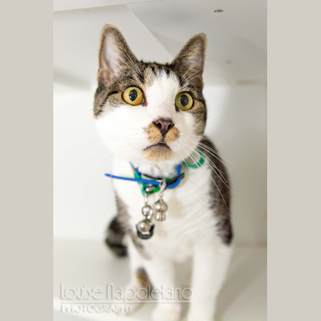 Photo of Cleopatra