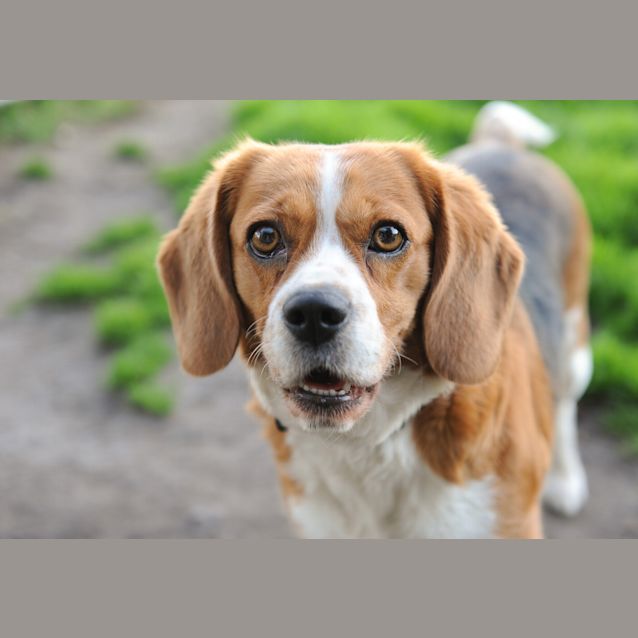 Photo of Cherry