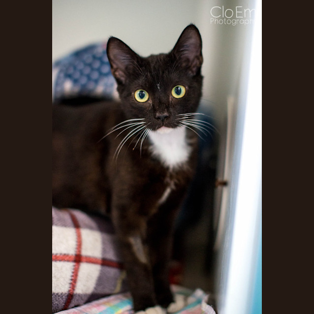 Photo of Othello