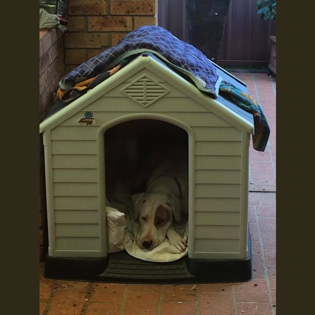 Photo of Ollie
