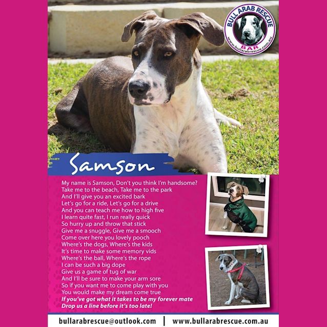 Photo of Samson