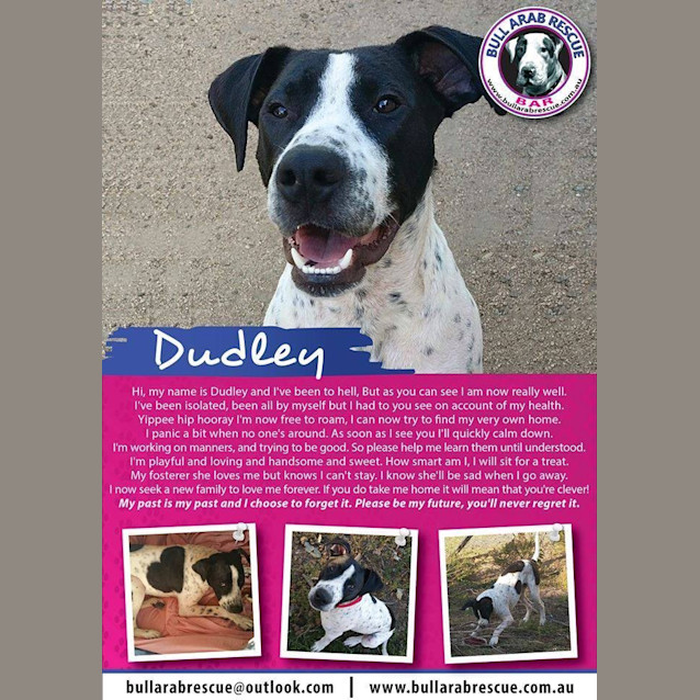 Photo of Dudley