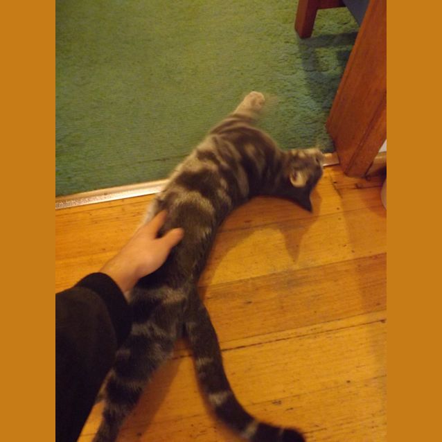 Photo of Lychee   Sweet Natured Girl