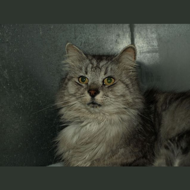 Photo of Mufasa