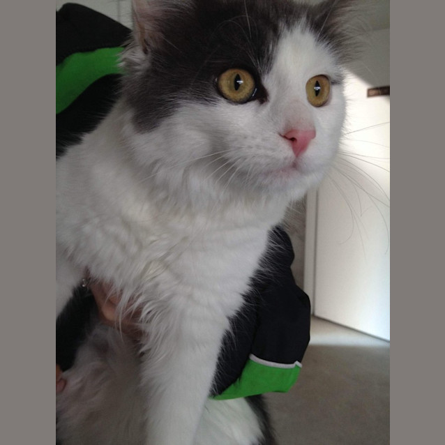 Photo of Blossom