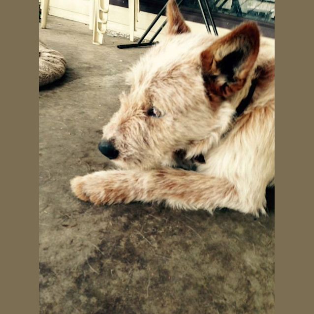 Photo of Wookie