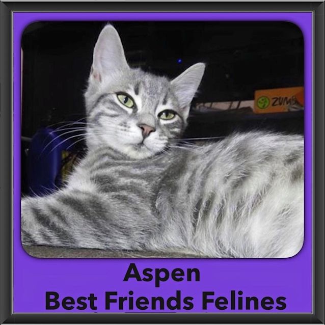 Photo of Aspen
