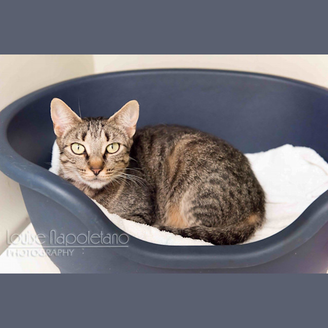 Photo of Honey (0889)