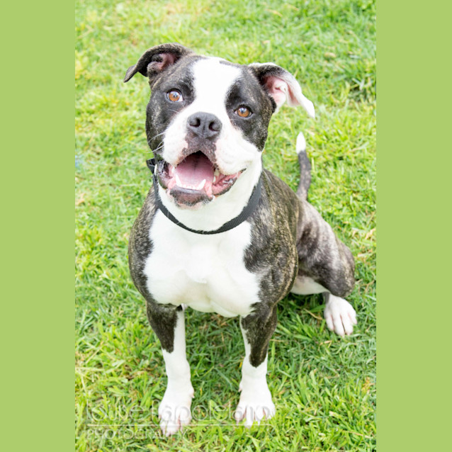 Photo of Bronte